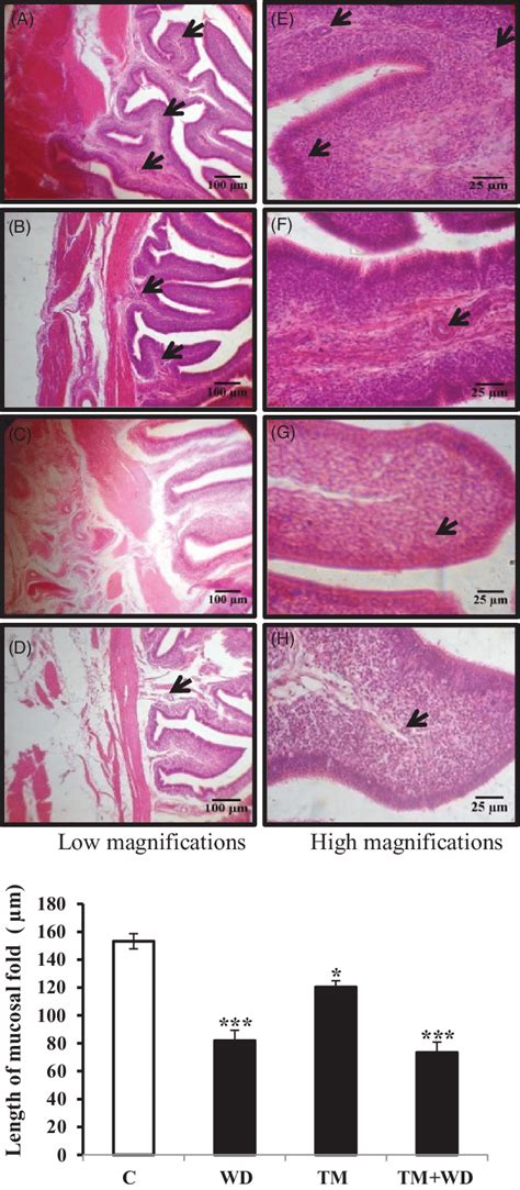 Photomicrograph Of Transverse Section Of Chicken Shell Gland Stained By