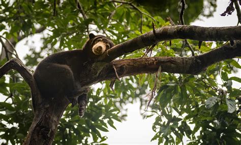 Sun Bear Natural World Safaris