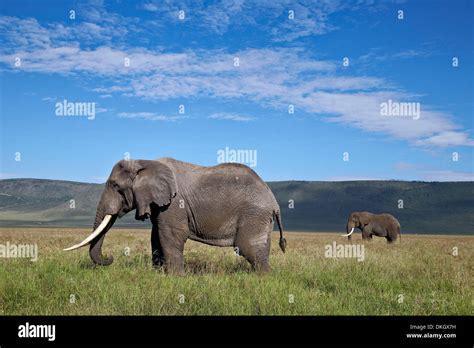 Ngorongoro Male Elephant Hi Res Stock Photography And Images Alamy