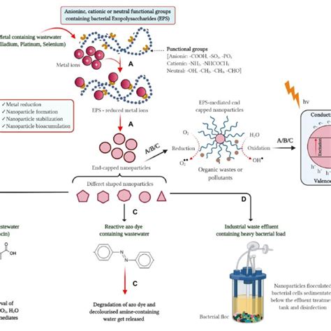 The Generalized Concept Of Exopolysaccharide Eps Produced By