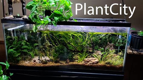 Low Tech Planted Aquarium PlantCity YouTube