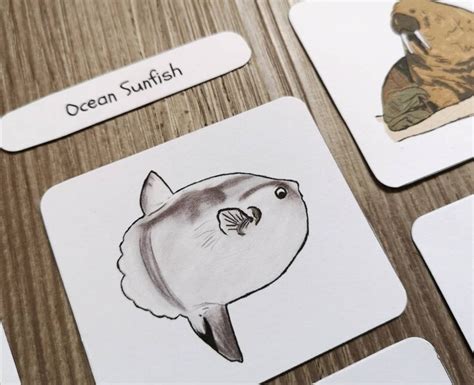 Marine Life Card Game Matching Educational Game Home Etsy