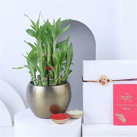 Buy Send Sneh Rakhi With Two Layer Lucky Bamboo Online Fnp