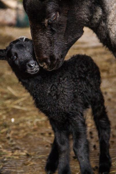 Meet Our New Gotland Lambs One Lamb A Day Living With Gotlands