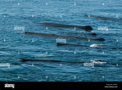 Sperm Whales Physeter Macrocephalus Resting At Surface Baja