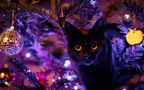 Wallpaper Black cat, eyes, lights, holiday 1920x1200 Picture, Image