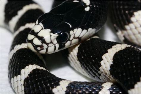 California King California King Snake Pet Snake Cute Snake