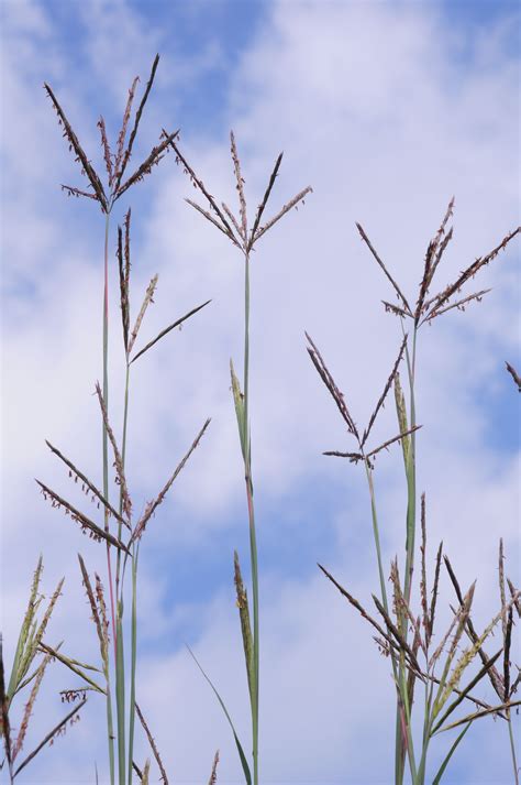 Big Bluestem Prairie Grass Nature Plants Prairie