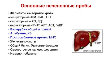 Обмен веществ. Лабораторные тесты в оценке патологии печени - online ...