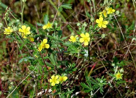 Silber Fingerkraut Potentilla Argentea Agg Zempow Flickr