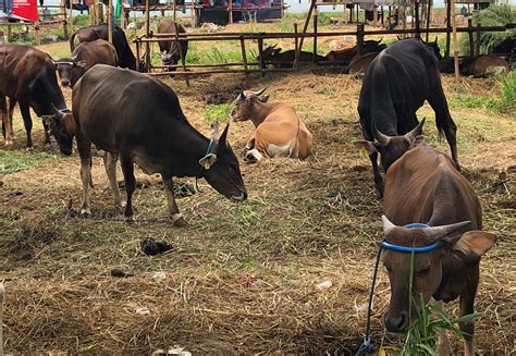 Jelang Idul Adha 2023 Harga Hewan Kurban Sapi Di Kota Tangerang Dijual