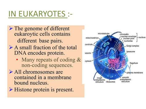 Ppt On Microbial Genome Ppt