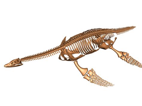 plesiosaur skeleton bones max