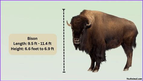 Bison Size Explained How Big Are They Compared To Others