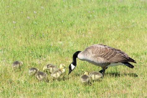 Canada Goose With Goslings Eating In A Grassy Field Stock Photo Image