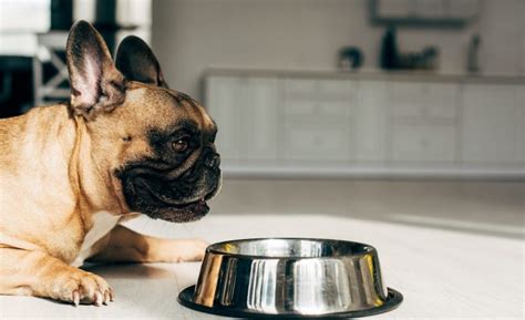 8 Best Fresh Dog Food Brands 2023 Reviews Ratings