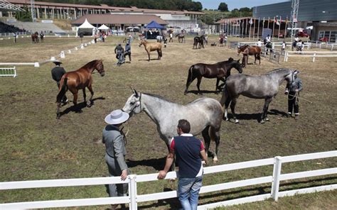 Elegancia Y Galanura Equina En El Recinto Ferial De Silleda