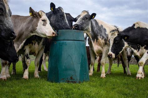 Magnesium Supplementation Critical To Protect Livestock From Grass Staggers Farmers Guide