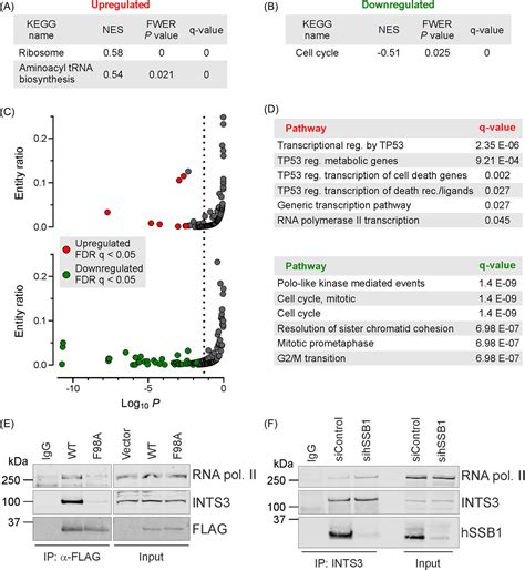 Hssb Nabp Obfc B Modulates The Dna Damage And Androgeninduced