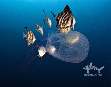 Morbakka sp | JellyWatch