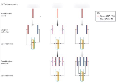 Meselson-Stahl experiment Diagram | Quizlet