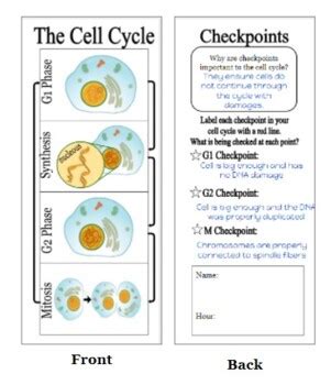 Cell Cycle Foldable Project By Ms Kelly S Shop Tpt