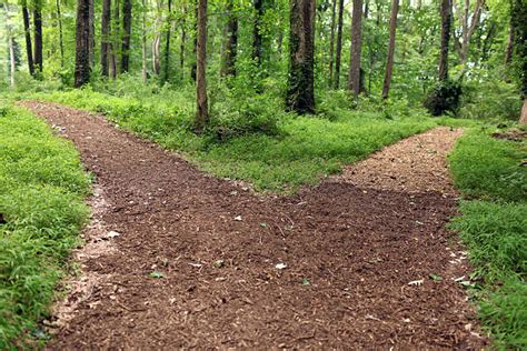 Top 60 Two Paths Woods Stock Photos Pictures And Images Istock