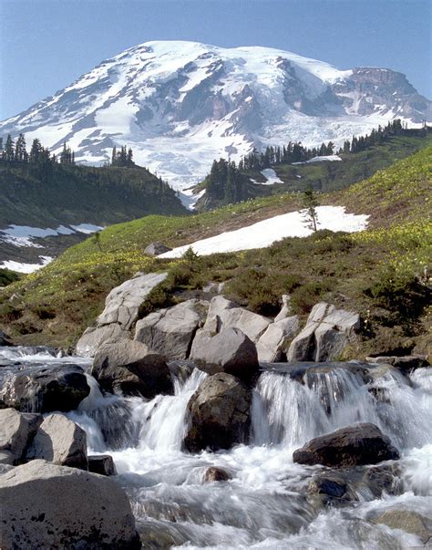 Paradise Mt Rainier Mt Rainier National Park Photograph By Wayman