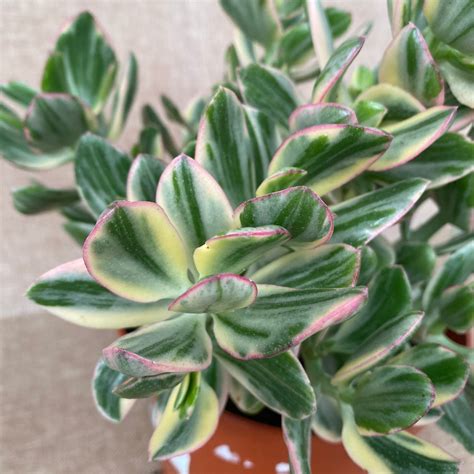 Crassula Ovata Variegata Variegated Jade Plant D17 Floraria Secret Garden Sg