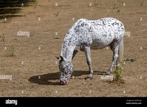 Grey Appaloosa Horse