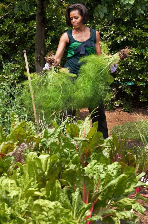 How To Grow A Giant Cabbage Artofit