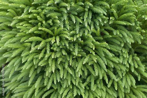 Japanese Cedar Branches Of Cryptomeria Japonica Background Stock Photo