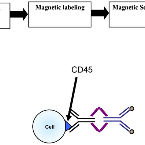 Schematic Diagram Of The Ctc Enrichment Methodology Download Scientific Diagram