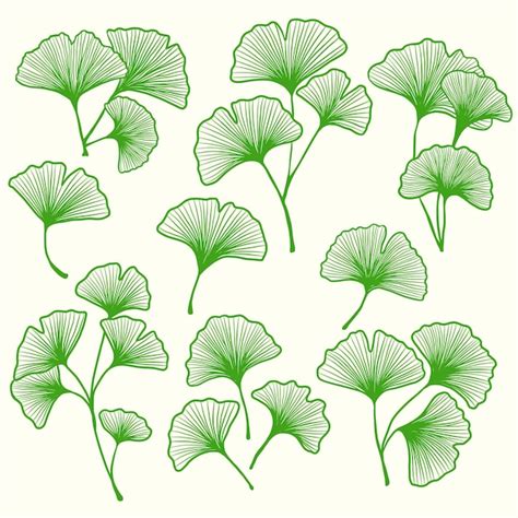 Premium Vector Ginkgo Leaf Hand Drawn Illustration