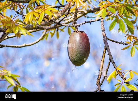 Ceiba Speciosa Fruit Hi Res Stock Photography And Images Alamy