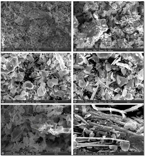 Figure S Scanning Electron Microscopy Sem Images Acquired On The