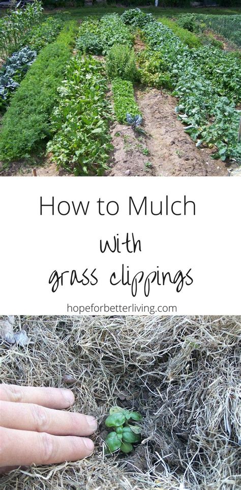 How To Mulch With Grass Clippings Garden Mulch Vegetable Garden Planner Fall Garden Vegetables