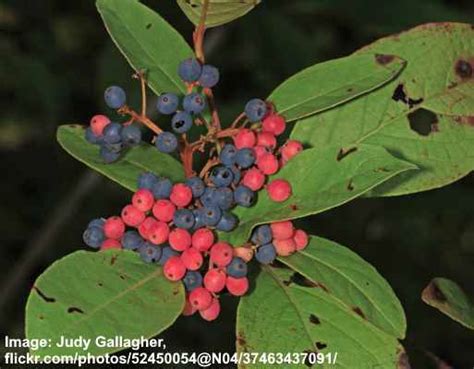 32 Shrubs And Trees With Purple Berries Identification Guide