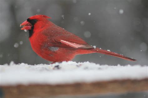 Northern Cardinal with unusual plumage - FeederWatch