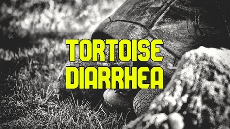 Tortoise Diarrhea Symptoms Causes Treatment And Prevention