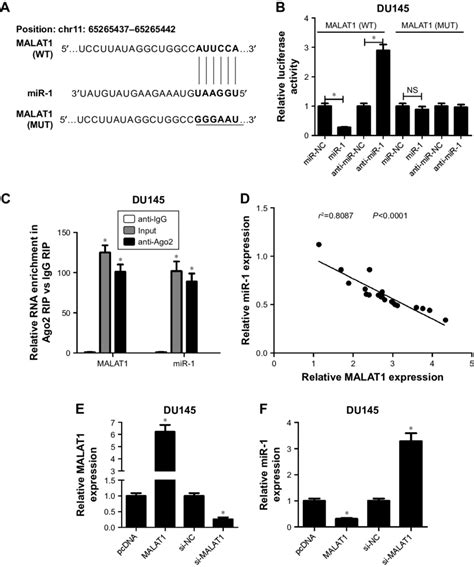 Malat Acted As A Molecular Sponge Of Mir In Pc Cells Notes A The