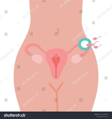 Fertilization Icon Uterus Sperm Insemination Fertilization Stock Vector