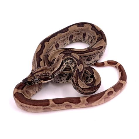 Boa Imperator Img Ghost Jungle Boa Constricteur Reptilis