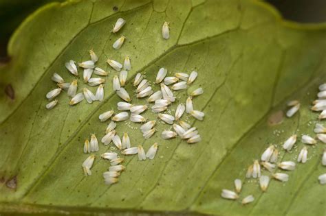 Little White Flying Bugs On Plants