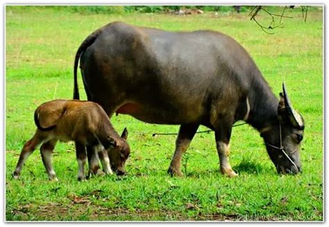 Bài văn hay giới thiệu về con trâu Việt Nam