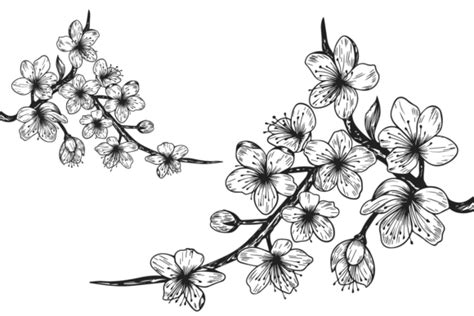 Sakura Cherry Blossom Branch Line Art Graphic By Pixeness Creative