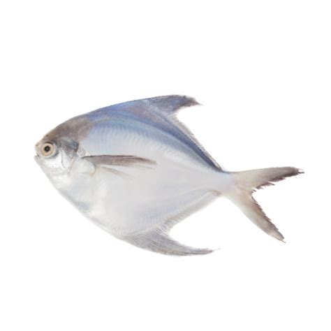 Silver Pomfret Large (0.4 to 1.0 Lbs) – Famous Meats