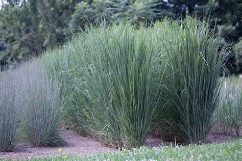 Panicum Virgatum Northwind Lautrejardin