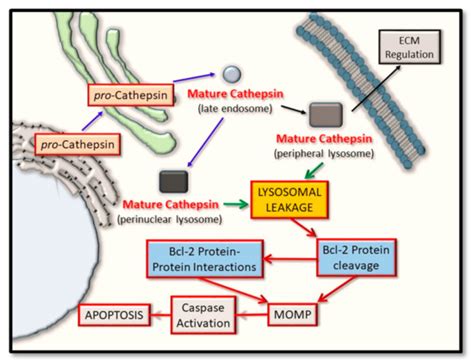 Cathepsin Proteases And Bcl Proteins Encyclopedia Mdpi