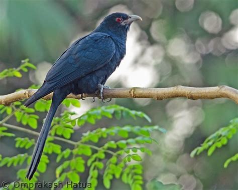 Indian Birds Photography Birdphotoindia Asian Koel